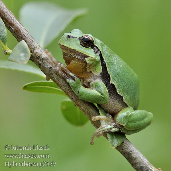 Hyla arborea Paprastoji medvarlė Hasselpogg