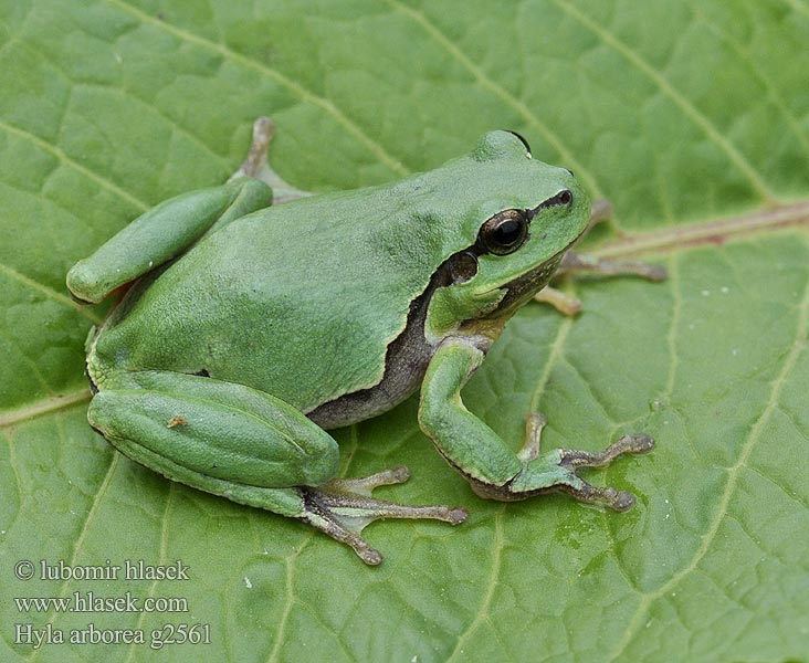 Hyla arborea Rã-arborícola-europeia Обыкновенная квакша