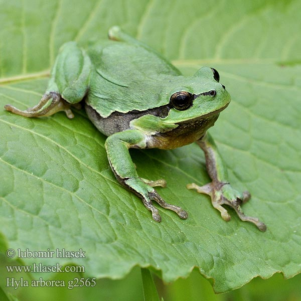 Hyla arborea Обыкновенная квакша Zelena rega