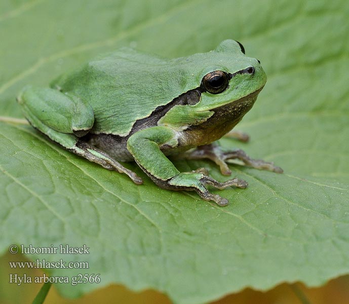 Hyla arborea Шумска гаталинка Звичайна райка