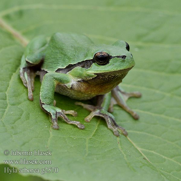 Hyla arborea Звичайна райка 歐洲樹蛙