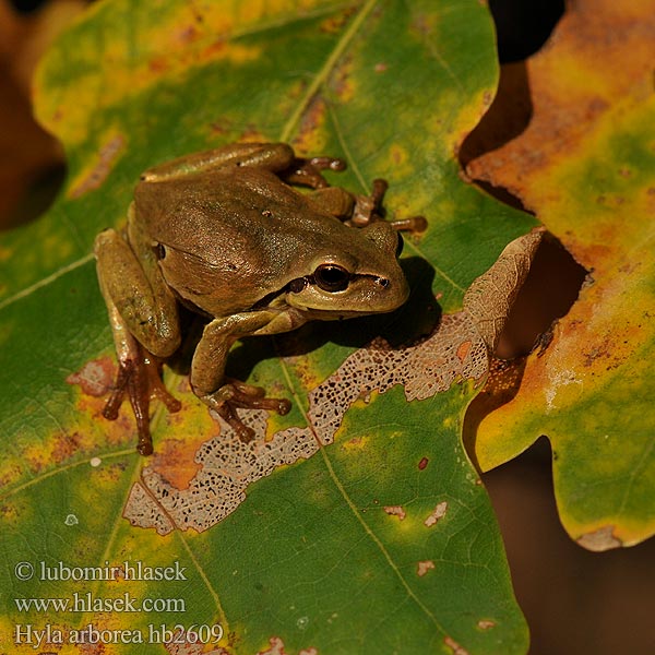 Hyla arborea 歐洲樹蛙 אילנית מצויה