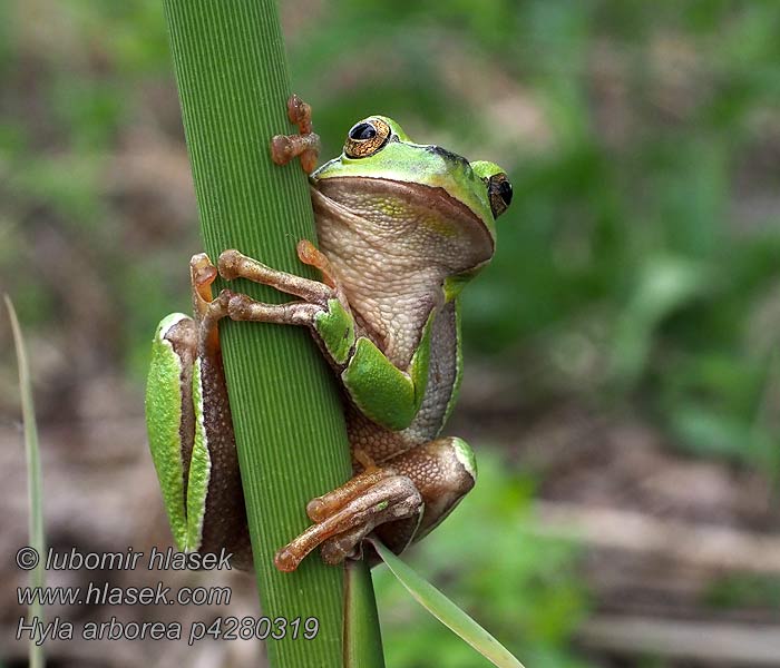 Hyla arborea