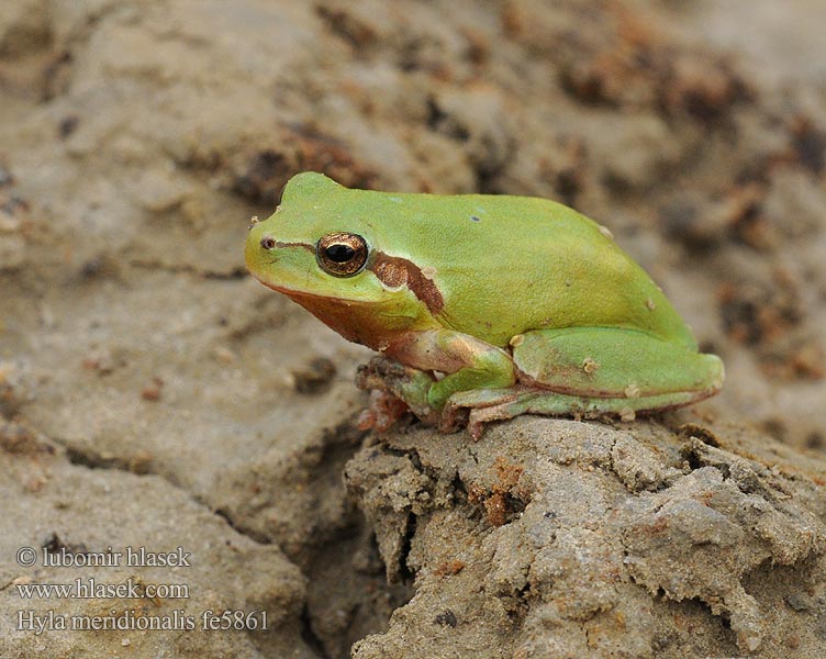 Hyla meridionalis Stripeless Treefrog Välimerenlehtisammakko