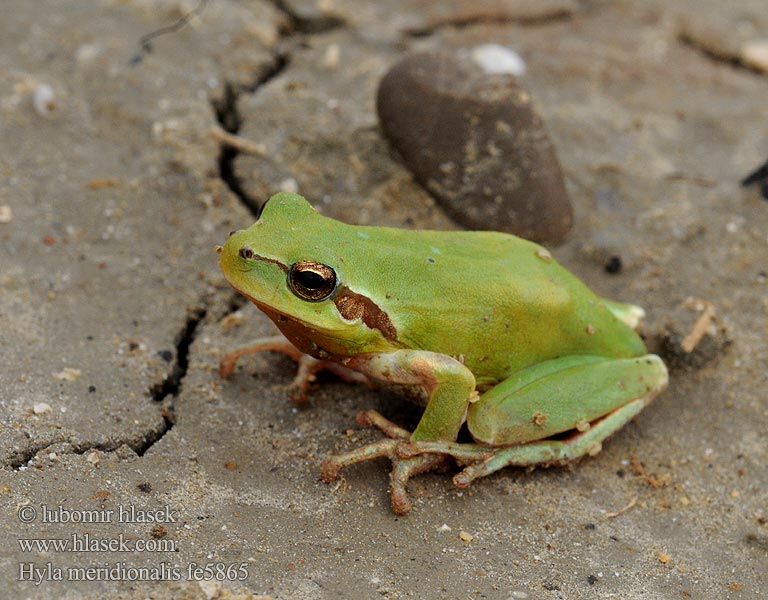 Hyla meridionalis Stripeless Treefrog