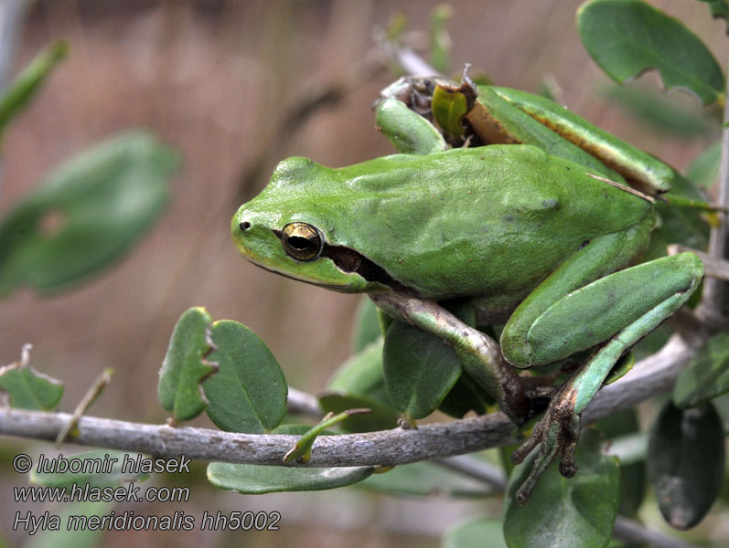 Hyla meridionalis Rosnička západní středomořská