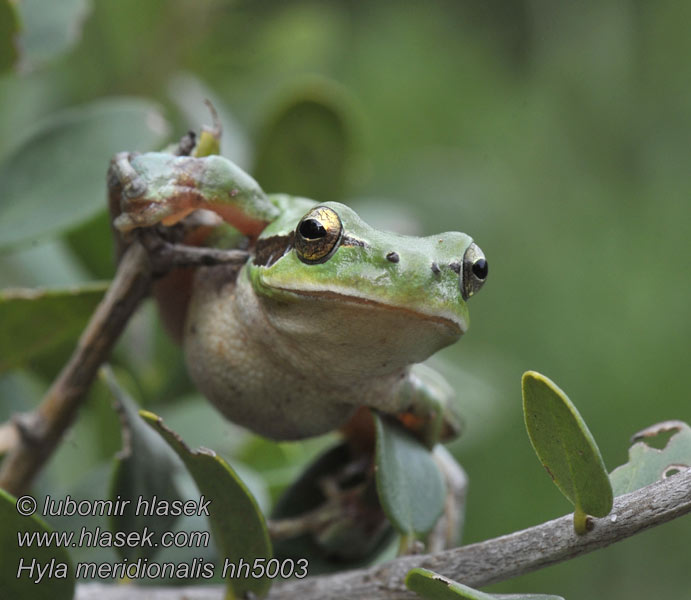 Hyla meridionalis Stripeless Treefrog