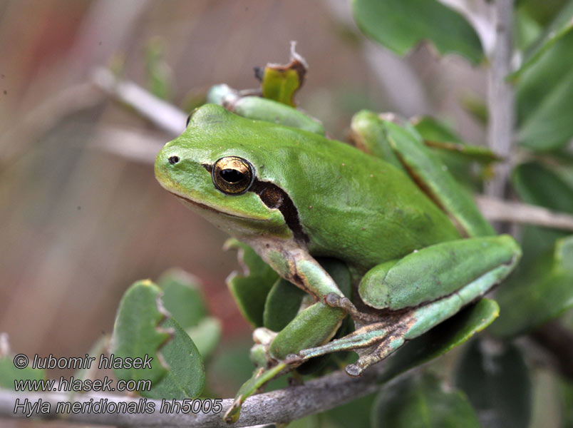 Hyla meridionalis Välimerenlehtisammakko