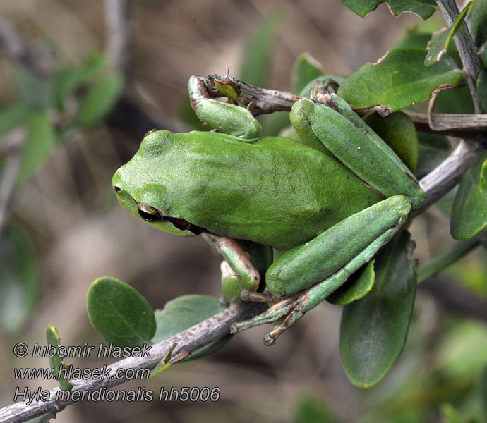 Hyla meridionalis Rainette méridionale