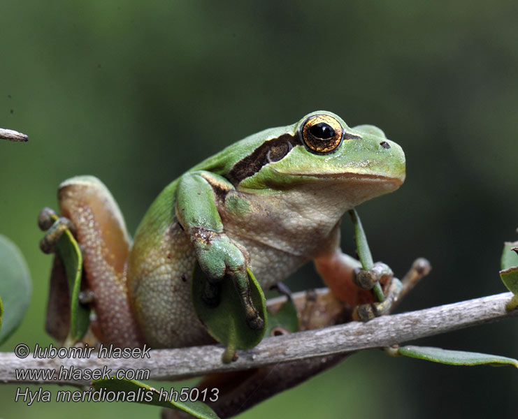 Hyla meridionalis Raganella baritono