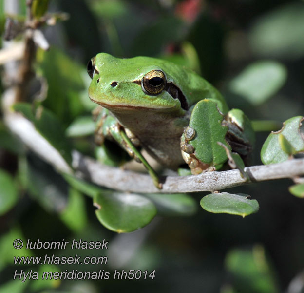 Hyla meridionalis Mediterrán levelibéka