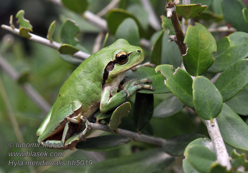 Hyla meridionalis Rosnička západná