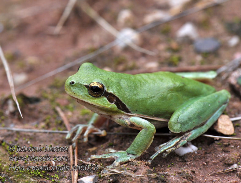 Hyla meridionalis Ranita meridional