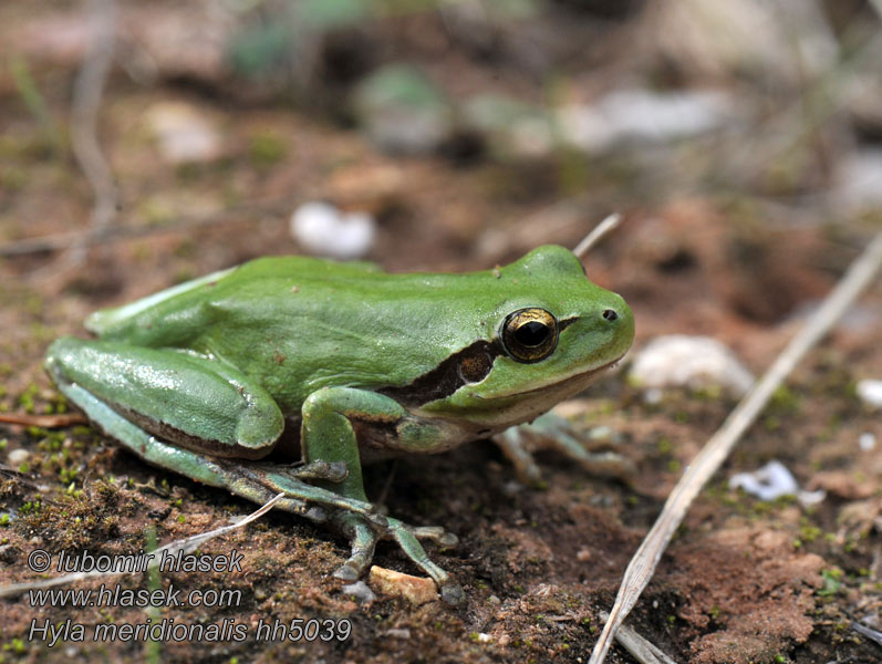 Rosnička západní Hyla meridionalis