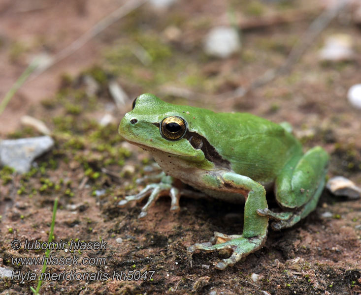 Rosnička středomořská Hyla meridionalis