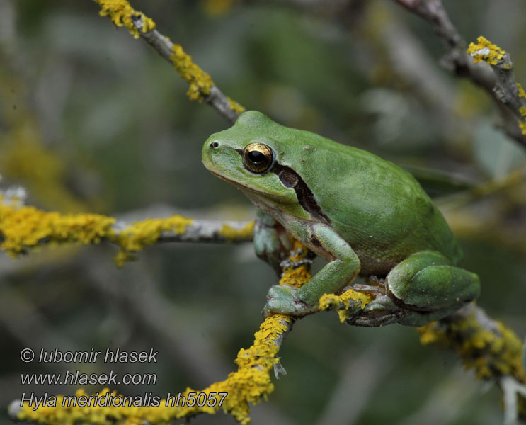 Stripeless Treefrog Hyla meridionalis