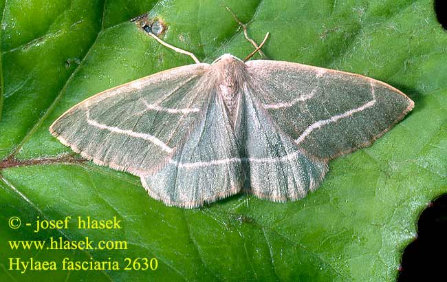 Hylaea fasciaria Běločárník smrkový Nadelwald-Seidenglanzspanner