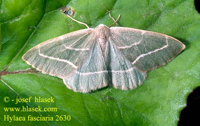 Hylaea fasciaria Běločárník smrkový Nadelwald-Seidenglanzspanner