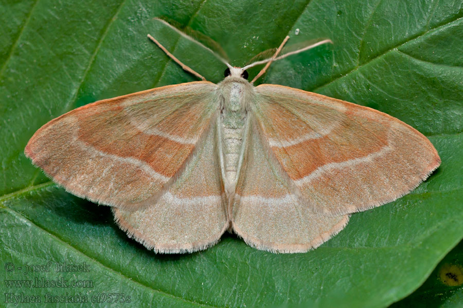 Barred Red Hylaea fasciaria