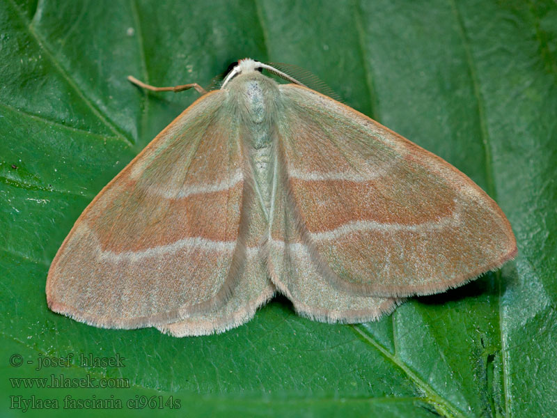 Listnatka smreková Hylaea fasciaria