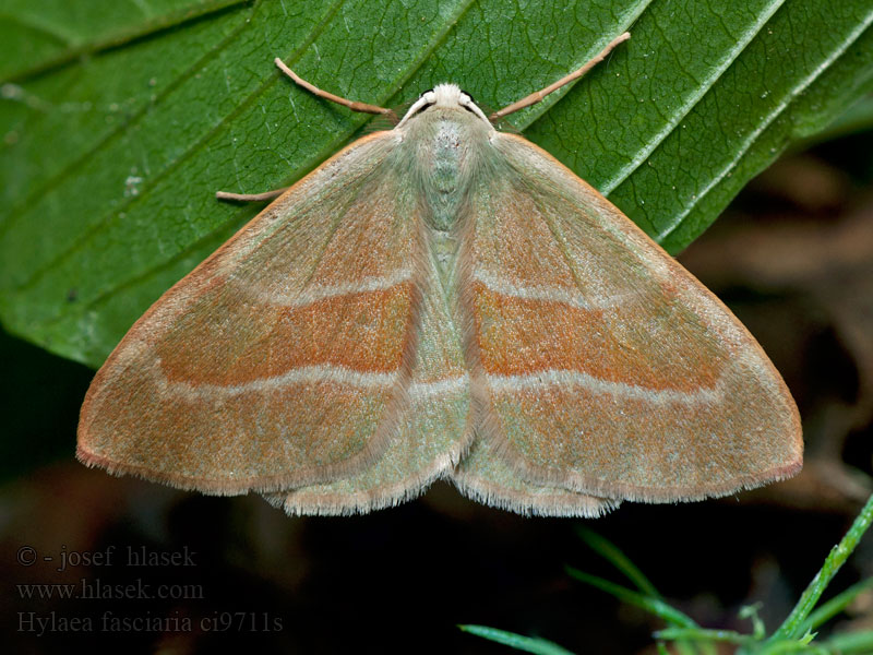 Bilieuse Ostrolot kreskowiak Hylaea fasciaria