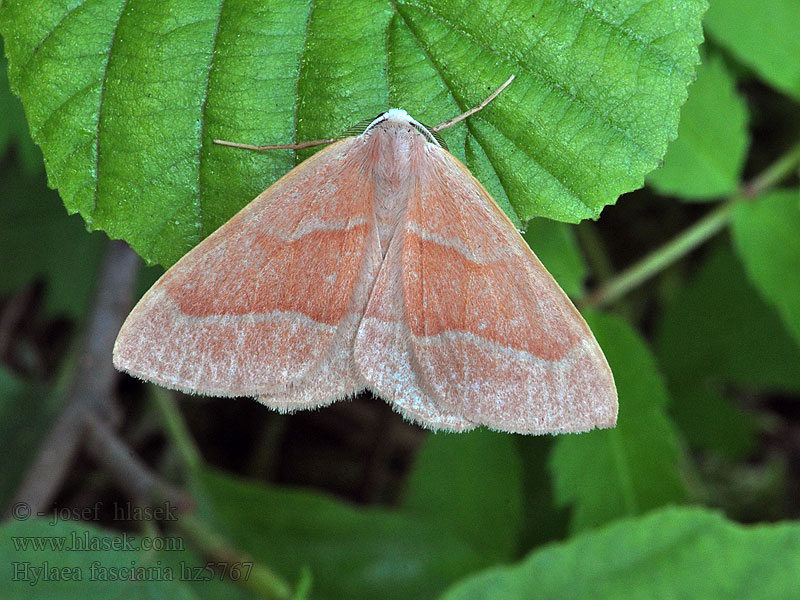 Nadelwald-Seidenglanzspanner Hylaea fasciaria