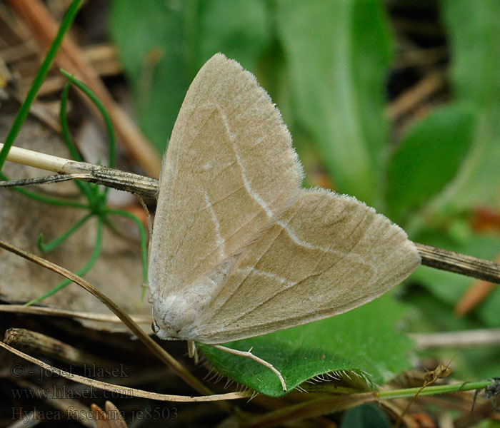 Běločárník smrkový Nadelwald-Seidenglanzspanner Hylaea fasciaria