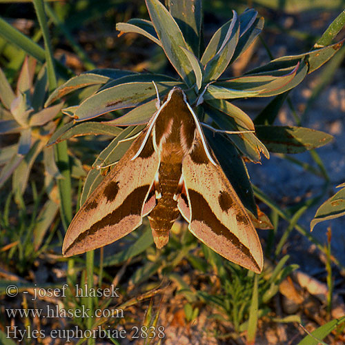 Hyles euphorbiae Spurge Hawk-moth Sphinx l'euphorbe