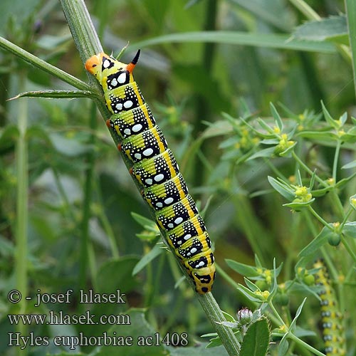 Spurge Hawk-moth Sphinx euphorbe Kutyatejszender