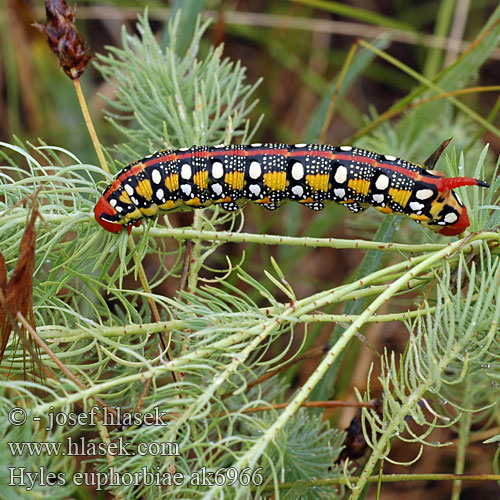 Hyles euphorbiae Celerio Spurge Hawk-moth Sphinx euphorbe