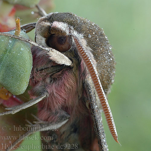 Zmrocznik wilczomlecnek Бражник молочайный