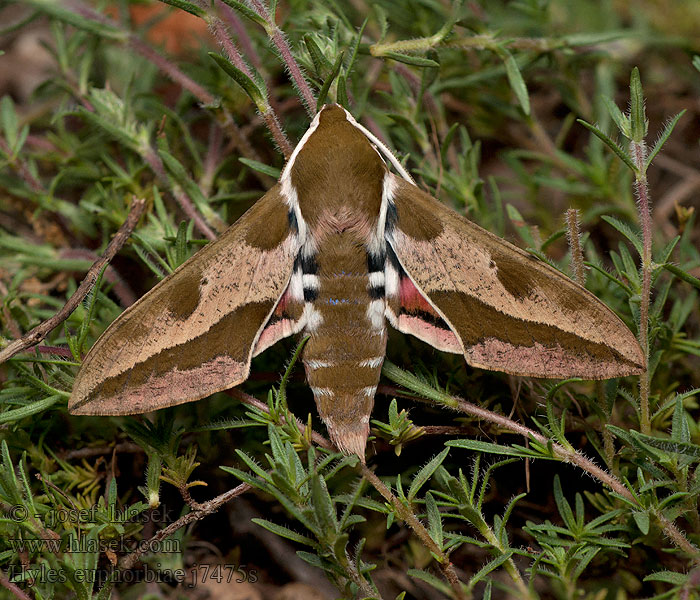 Hyles euphorbiae