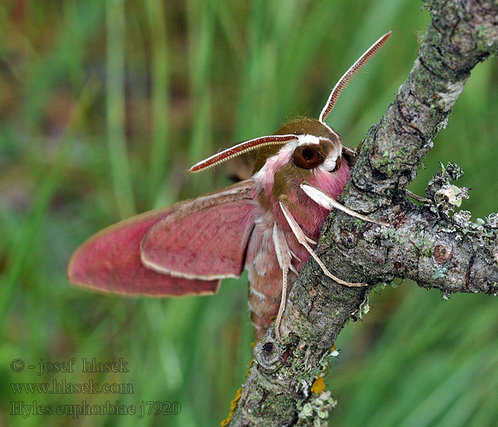 Hyles euphorbiae