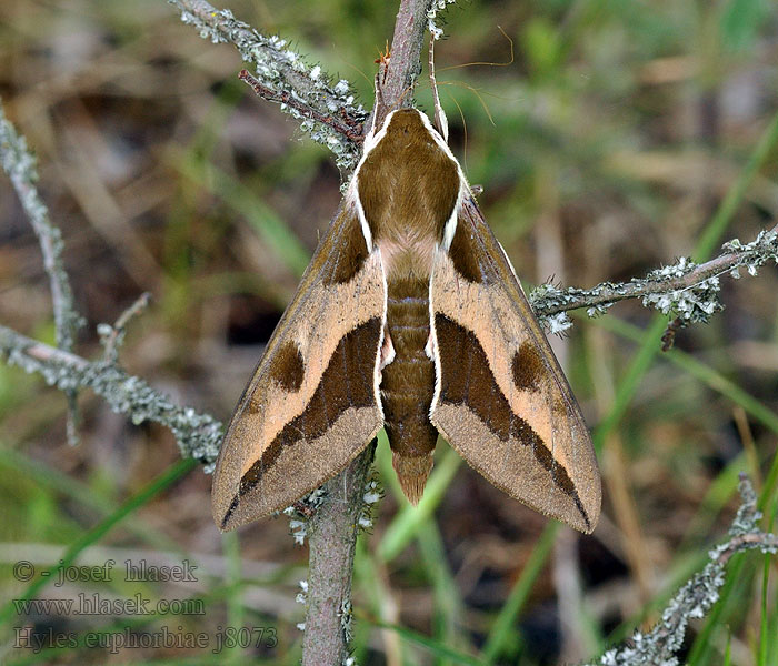 Hyles euphorbiae