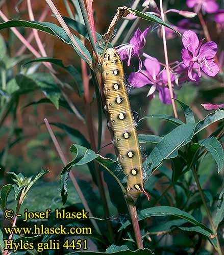 Подмаренниковый бражник Lišaj lipkavcový svízelový Brunsprötad skymningssvärmare Hyles galii celerio gallii Bedstraw Hawk-moth Snerresværmer Matarakiitäjä Walstropijlstaart Labkrautschwärmer Zmrocznik przytuliak