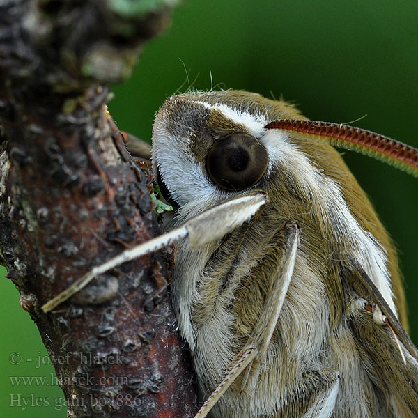 Hyles galii Bedstraw Hawk-moth Snerresværmer Celerio gallii