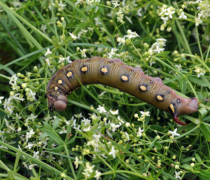 Hyles galii celerio gallii Bedstraw Hawk-moth