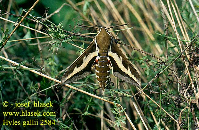Hyles galii Brunsprötad skymningssvärmare Celerio Bedstraw Hawk-moth