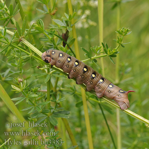 Bedstraw Hawk-moth Snerresværmer Matarakiitäjä Walstropijlstaart