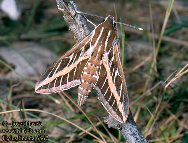 Hyles lineata 6867 livornica UK: White Lined Sphinx FR: sphinx livournien NL: Gestreepte Pijlstaart DE: Linienschwärmer PL: Zmrocznik wędrowiec RU: Бражник линейчатый CZ: lišaj vinný SYN: Celerio livornica