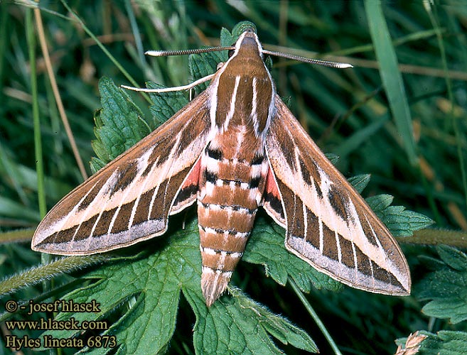 Hyles lineata 6873 livornica UK: White Lined Sphinx FR: sphinx livournien NL: Gestreepte Pijlstaart DE: Linienschwärmer PL: Zmrocznik wędrowiec RU: Бражник линейчатый CZ: lišaj vinný SYN: Celerio livornica