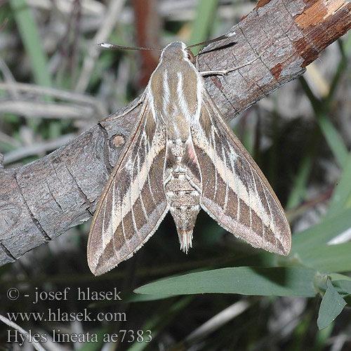 Hyles lineata ae7383 livornica UK: White Lined Sphinx FR: sphinx livournien NL: Gestreepte Pijlstaart DE: Linienschwärmer PL: Zmrocznik wędrowiec RU: Бражник линейчатый CZ: lišaj vinný SYN: Celerio livornica