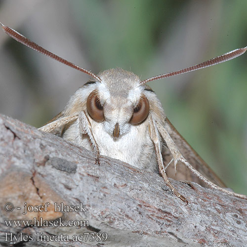 Hyles lineata ae7389 livornica UK: White Lined Sphinx FR: sphinx livournien NL: Gestreepte Pijlstaart DE: Linienschwärmer PL: Zmrocznik wędrowiec RU: Бражник линейчатый CZ: lišaj vinný SYN: Celerio livornica