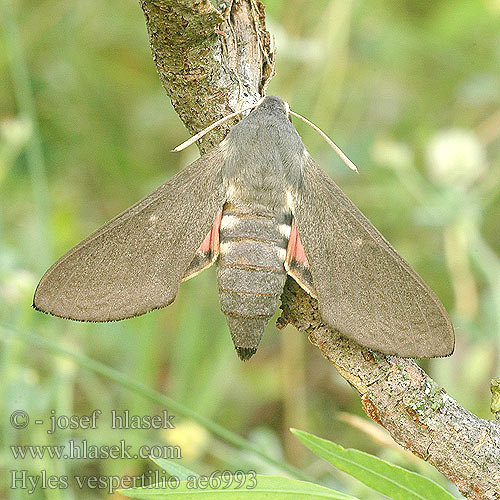 Hyles vespertilio Dusky hawk moth Lepakkokiitäjä Sphinx Chauve-Souris Fledermausschwärmer Zmrocznik wieczorniak Бражник-нетопырь Lišaj netopierí netopýří Läderlappssvärmare