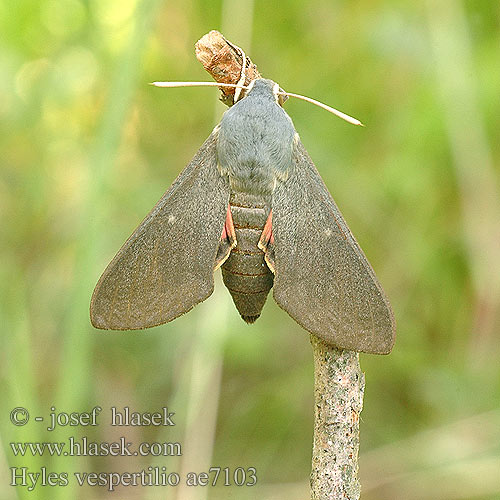 Sphinx Chauve-Souris Fledermausschwärmer Zmrocznik wieczorniak Бражник-нетопырь Lišaj netopierí netopýří Läderlappssvärmare Hyles vespertilio Dusky hawk moth Lepakkokiitäjä