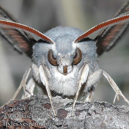 Бражник-нетопырь Lišaj netopierí netopýří Läderlappssvärmare Hyles vespertilio Dusky hawk moth Lepakkokiitäjä Sphinx Chauve-Souris Fledermausschwärmer Zmrocznik wieczorniak