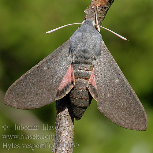 Dusky hawk moth Lepakkokiitäjä Sphinx Chauve-Souris Fledermausschwärmer Zmrocznik wieczorniak Бражник-нетопырь Lišaj netopierí netopýří Läderlappssvärmare Hyles vespertilio