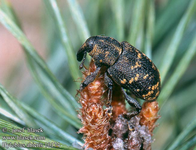 Hylobius abietis 10174