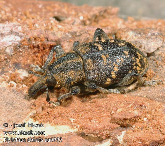 Hylobius abietis