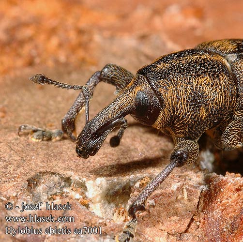 Hylobius abietis